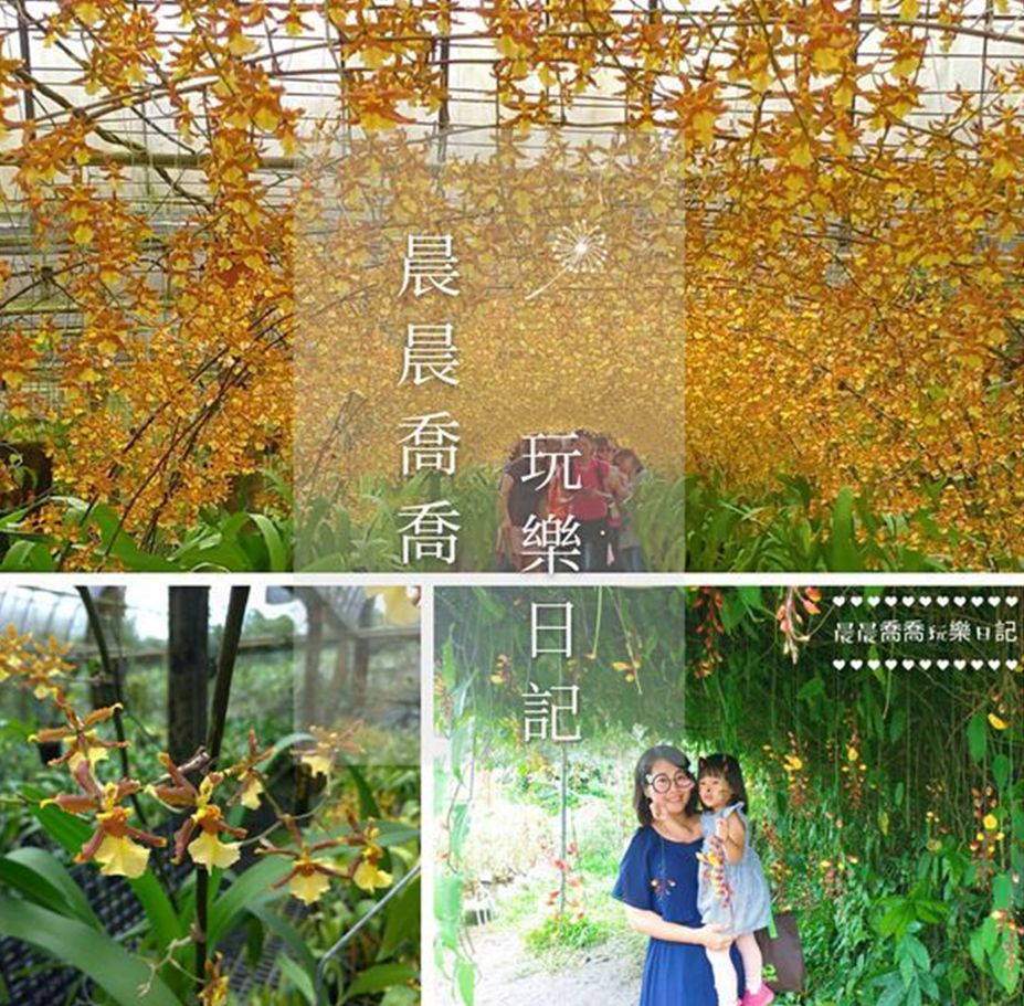 宜蘭景點【文心蘭金黃隧道】期間限定金黃隧道，還有隱藏版花牆好好拍，必吃鮮果汁冰棒，免費參觀~

出處：晨晨喬喬玩樂日記