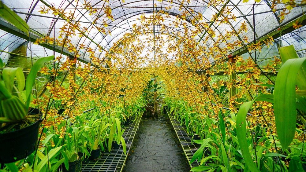 aa